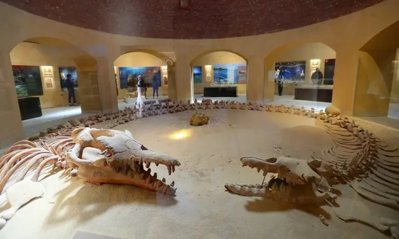 Wadi El Hitan Fayoum Attractions Tour