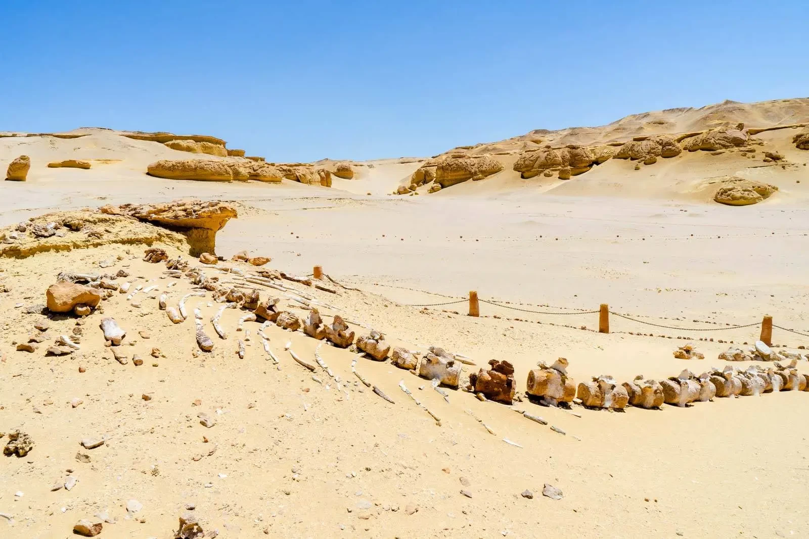 Wadi El Hitan Fayoum Day Trip