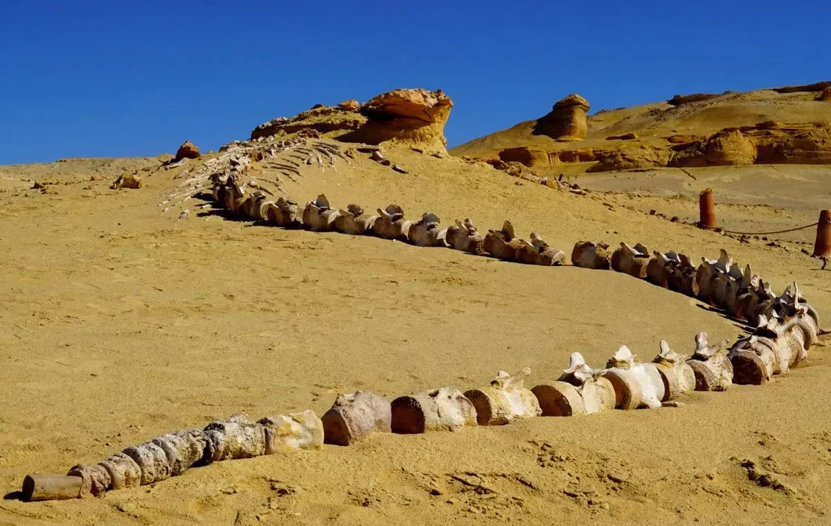 Circuit avec camping dans le désert du Fayoum