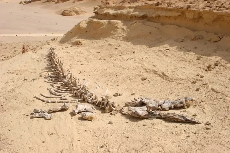 Excursion à Wadi El Hitan au départ