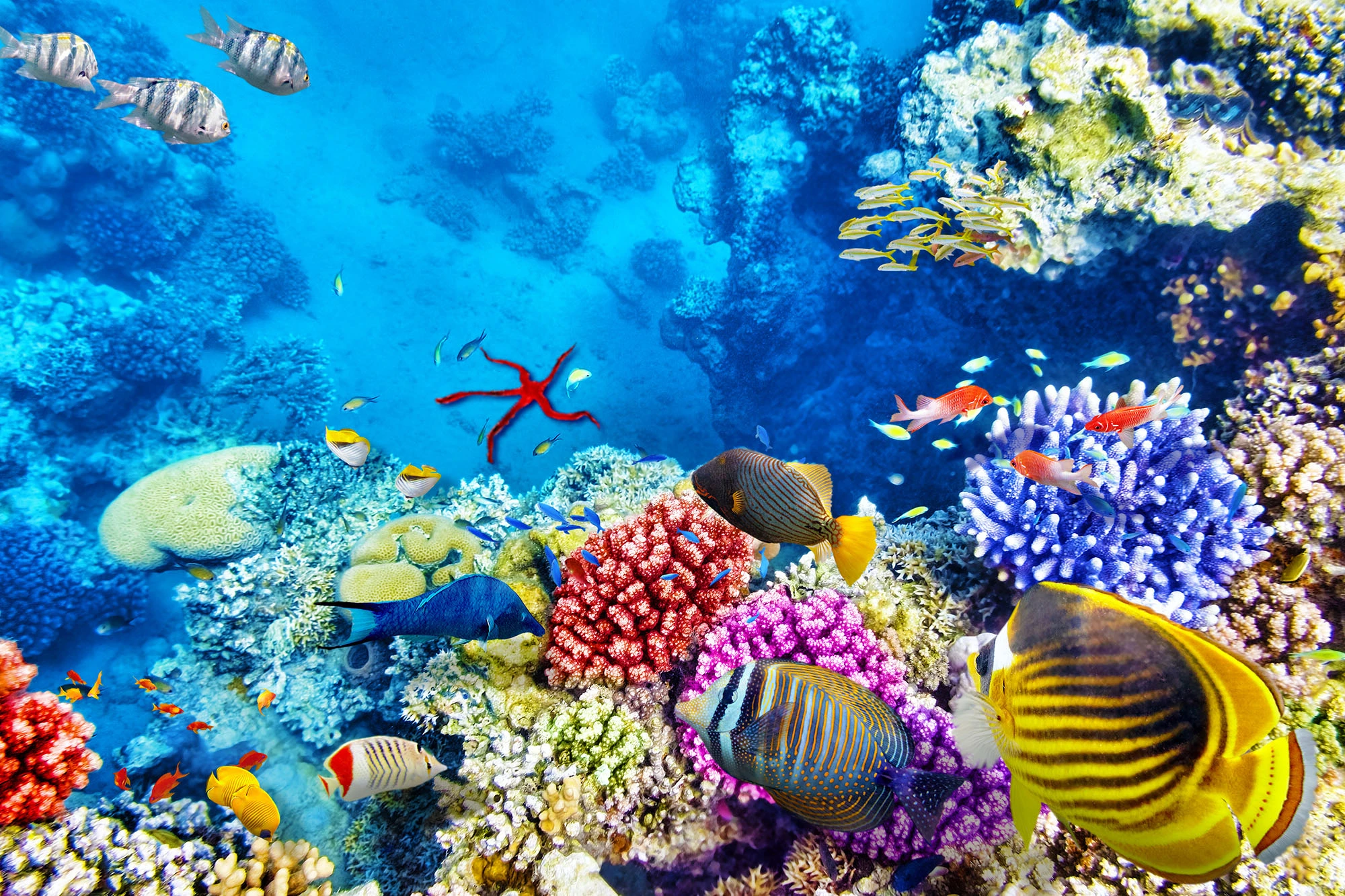 Snorkeling Trip to Ain Sokhna from Cairo
