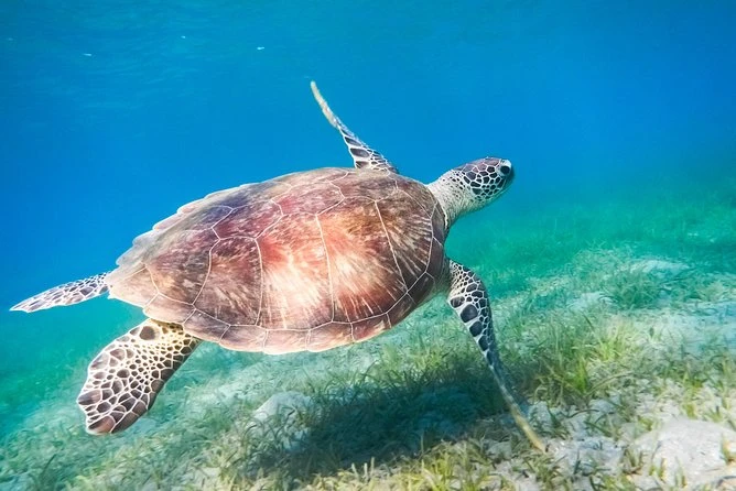 Ras Mohamed by Boat from Sharm El Sheikh Tours - snorkeling