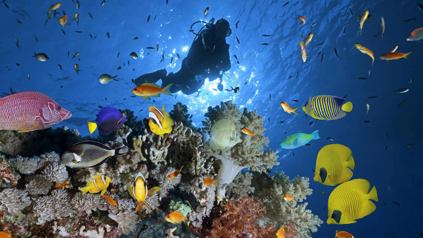 Semi Submarine Trip from Sharm El Sheikh - Sharm El Sheikh
