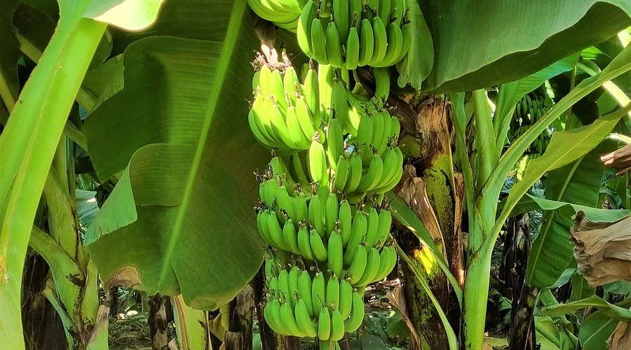 Banana Island Tour in Luxor