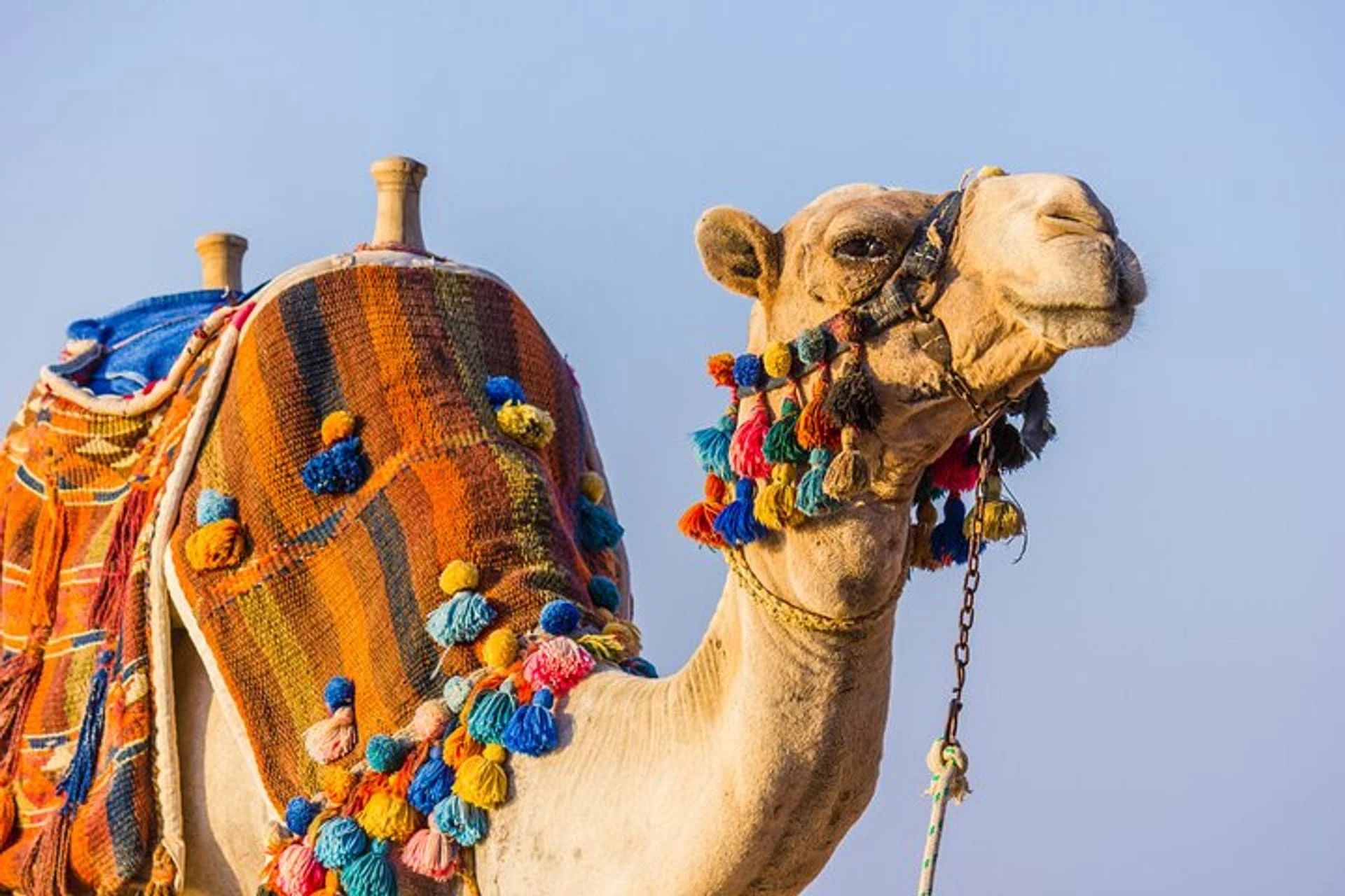 Cheap Giza Pyramids Tour Including Tickets and camel ride