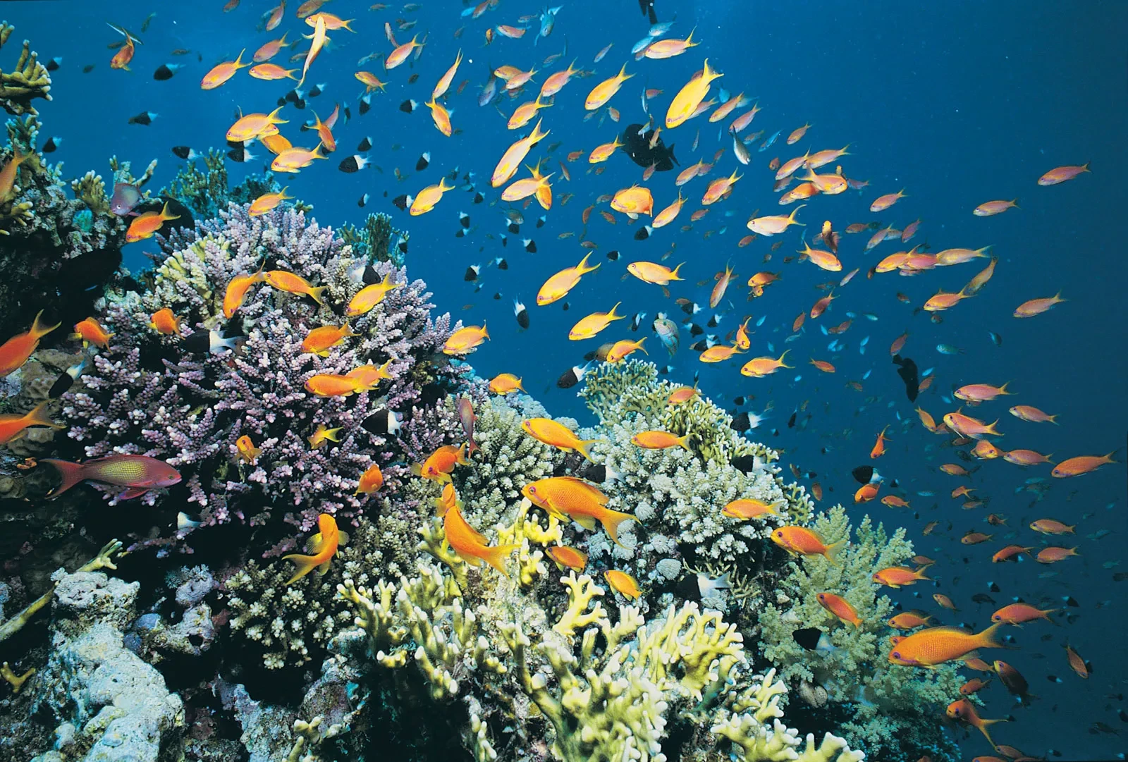Overnight Trip to El Ain Sokhna Red Sea from Cairo - Red Sea 1