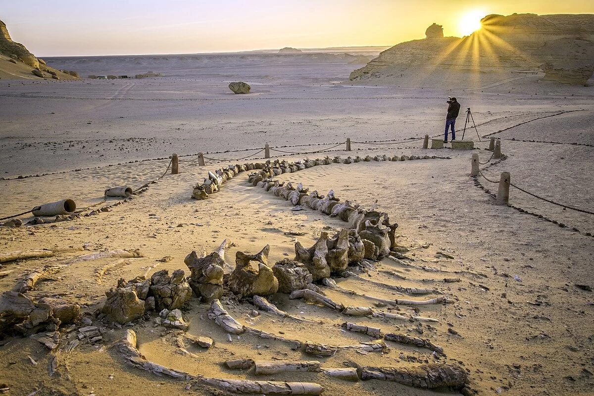2 Days Wadi El Hitan Camping Tour from Cairo