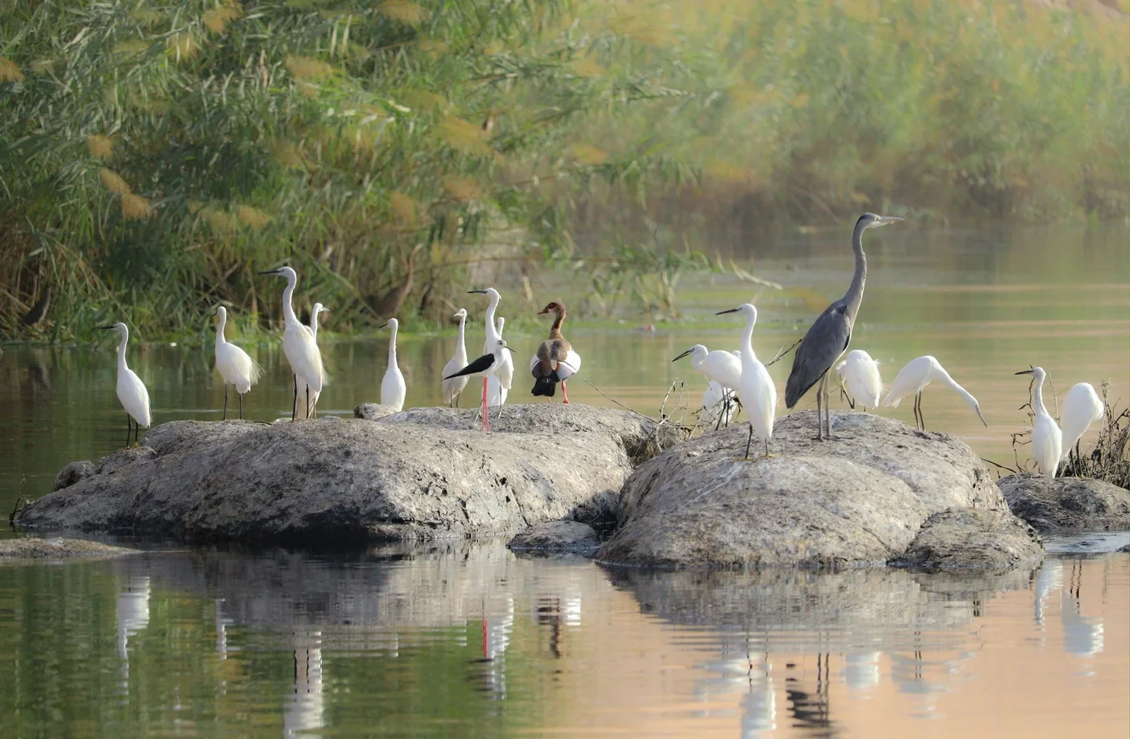 Bird Watching Tour in Aswan