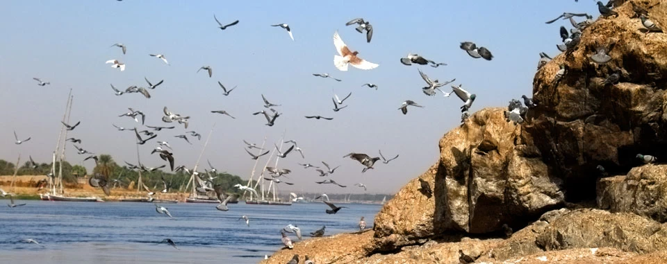 Bird Watching Tour in Aswan