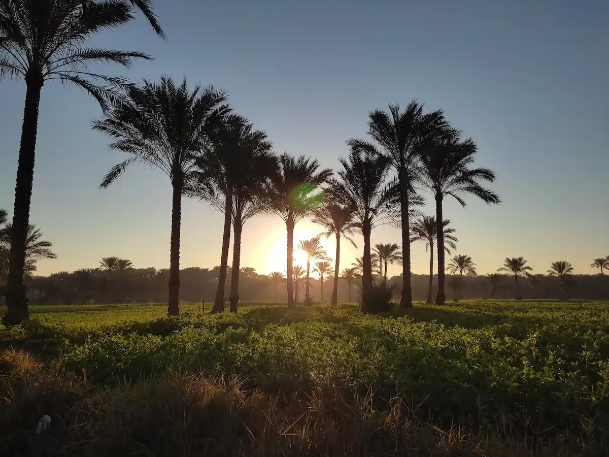 Egyptian Countryside Village Tour from Cairo