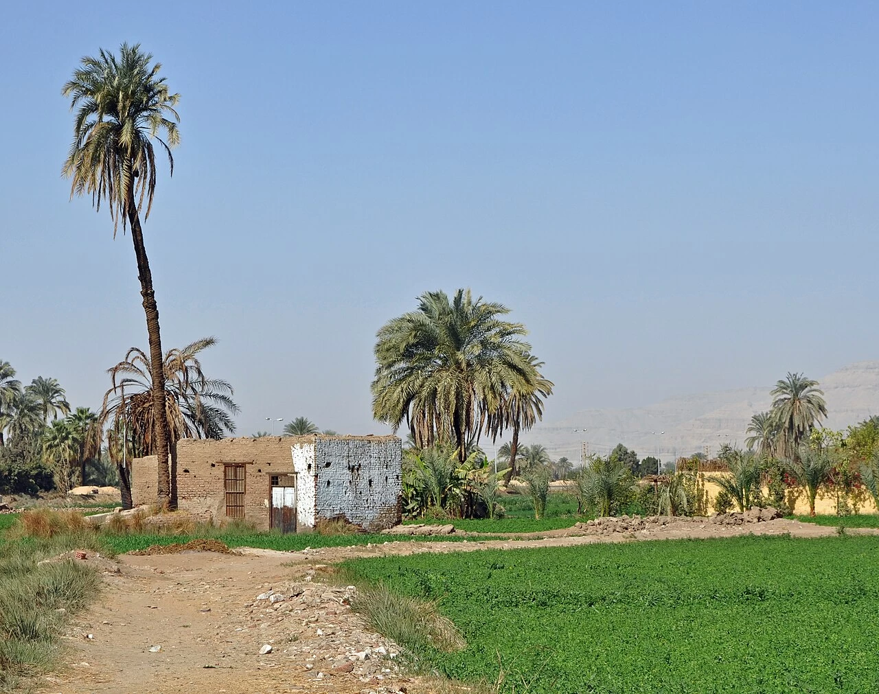 Egyptian_Countryside_R04