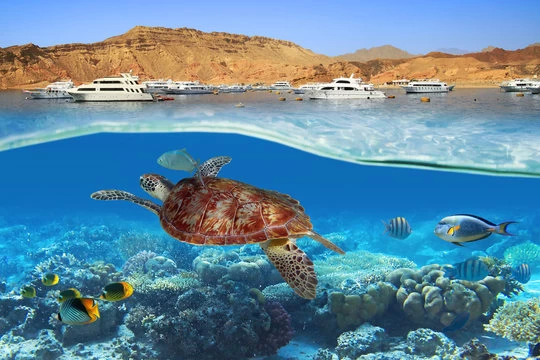 Hurghada Orange Bay Island Snorkeling Trip