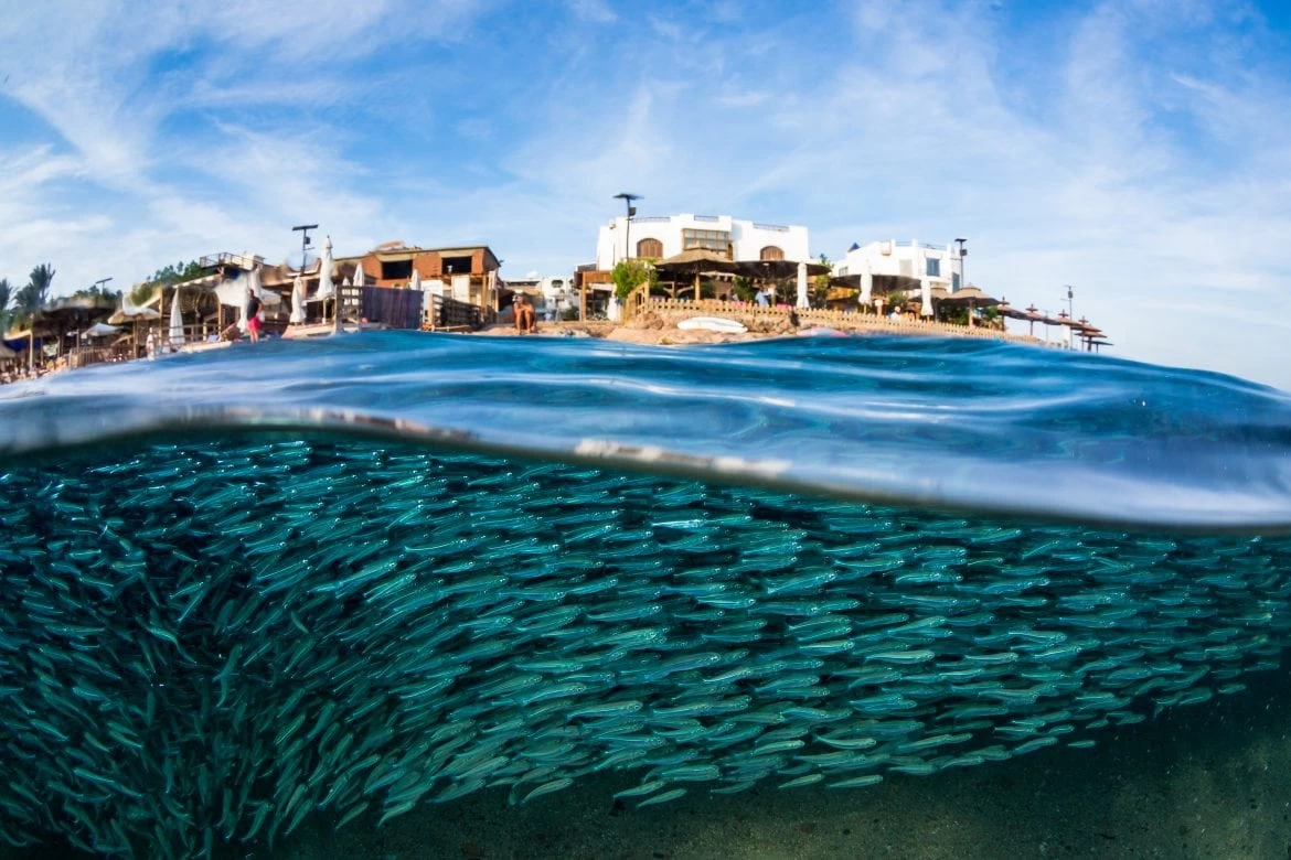 dahab4545