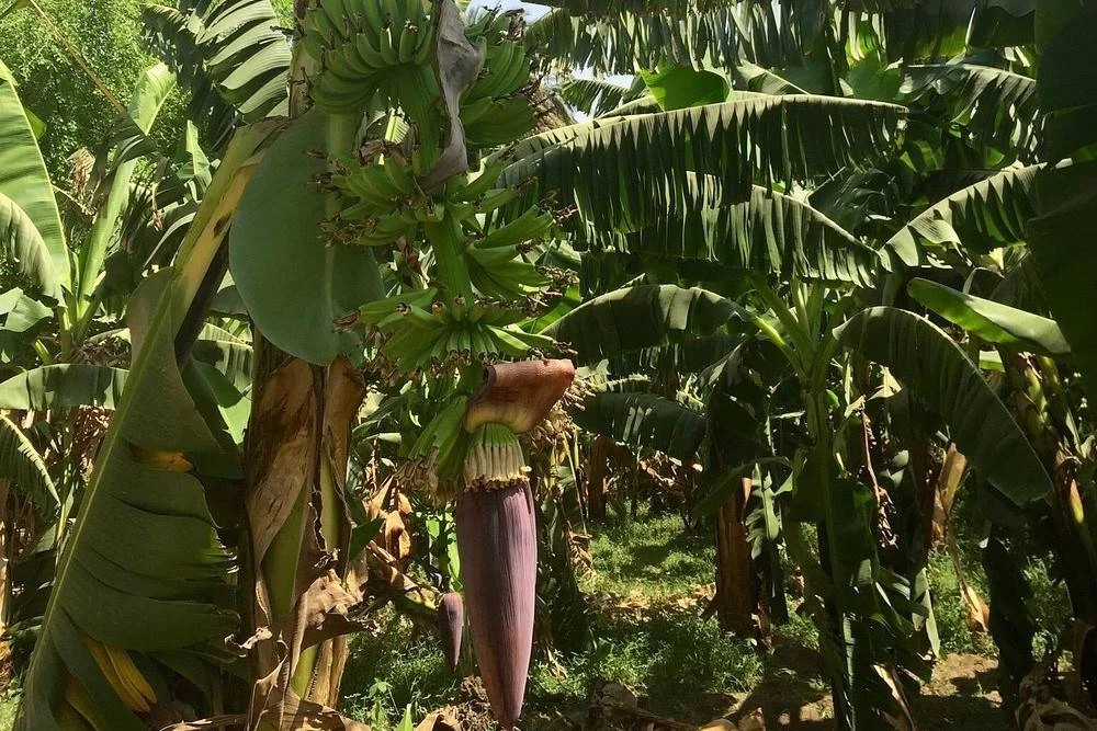 Banana Island Luxor lush banana plantation scenery