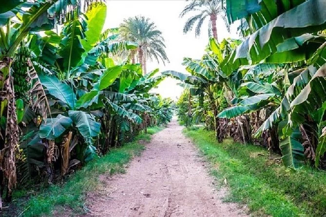 Banana Island Luxor