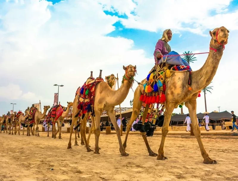 Day Tour to the Camel Market of Birqash