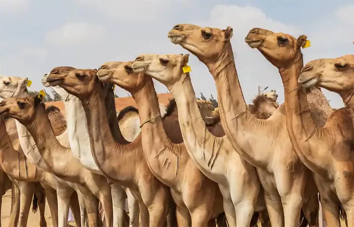 Day Tour to the Camel Market of Birqash