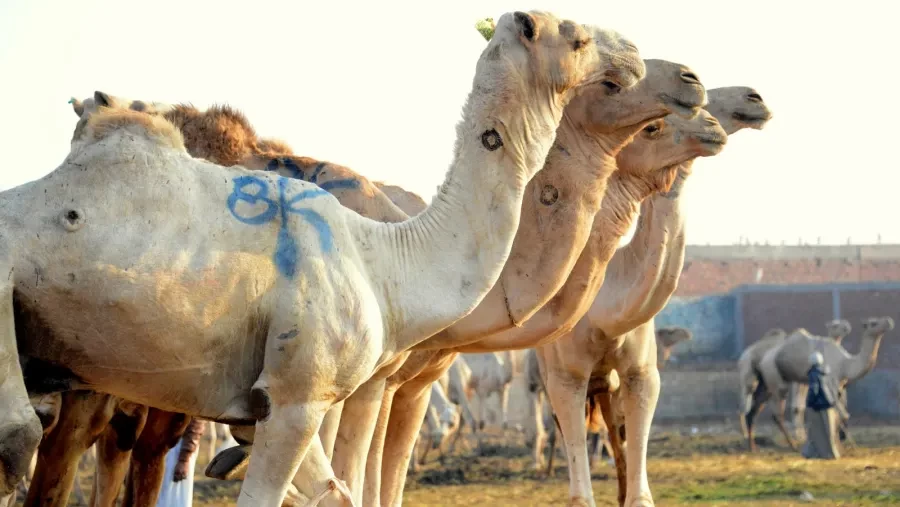 Day Tour to the Camel Market of Birqash