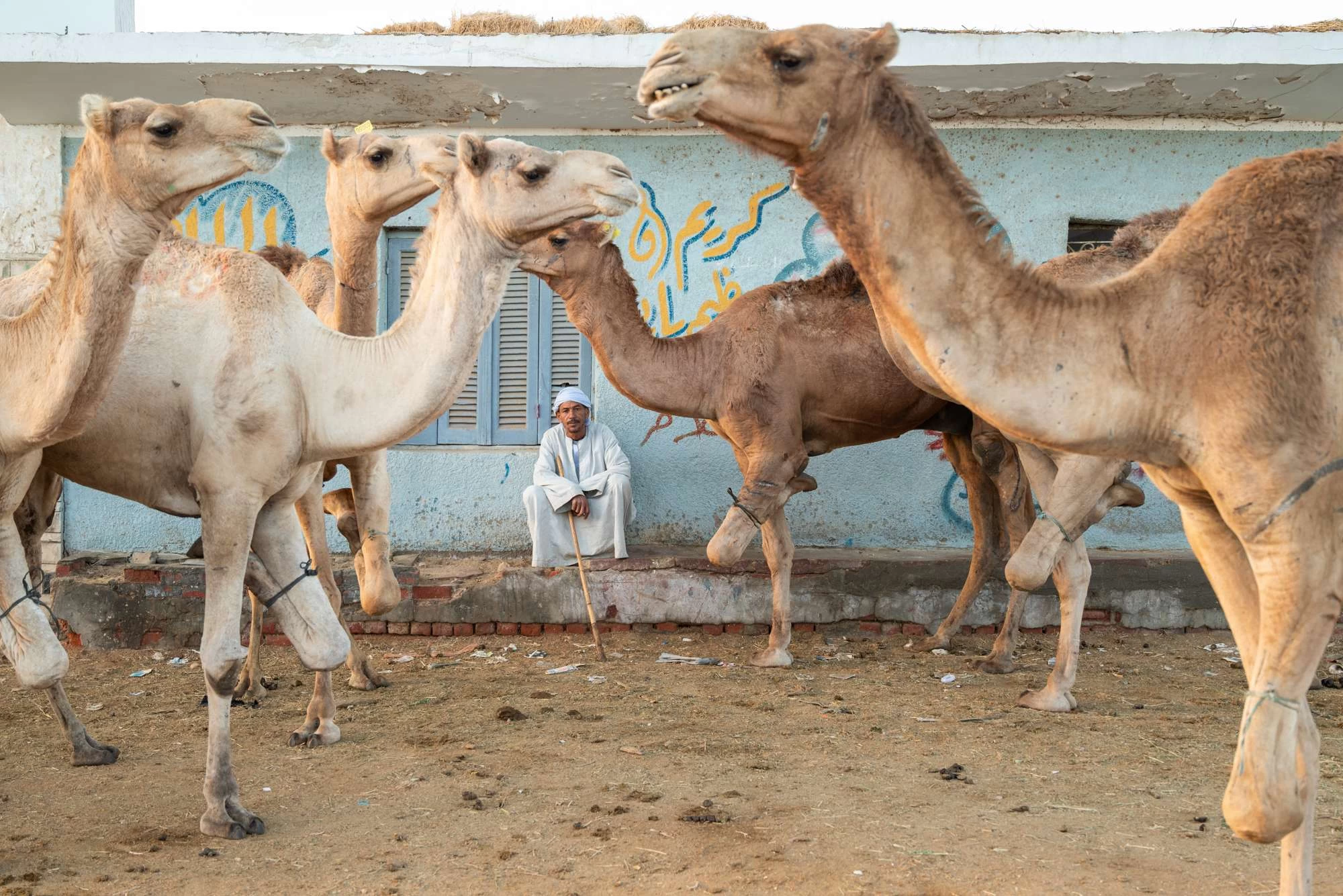 Day Tour to the Camel Market of Birqash