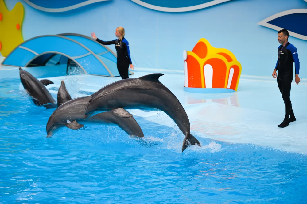 Dolphin Show in Sharm El Sheikh