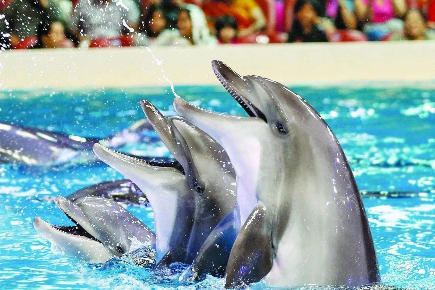 Dolphin Show in Sharm El Sheikh