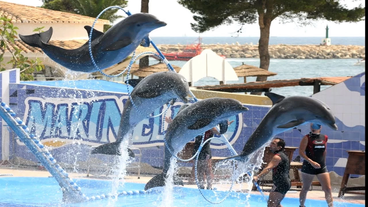 Dolphin Show in Sharm El Sheikh