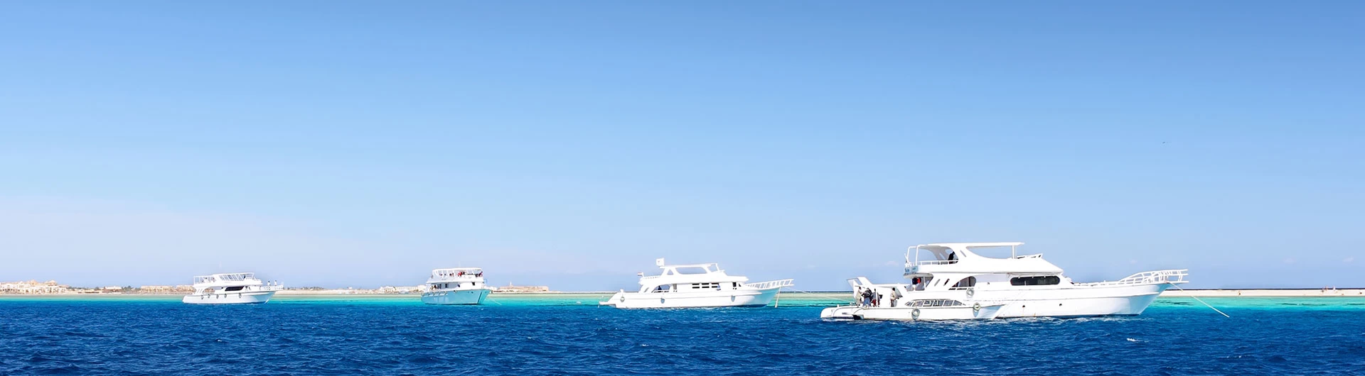 Dolphin Show in Sharm El Sheikh