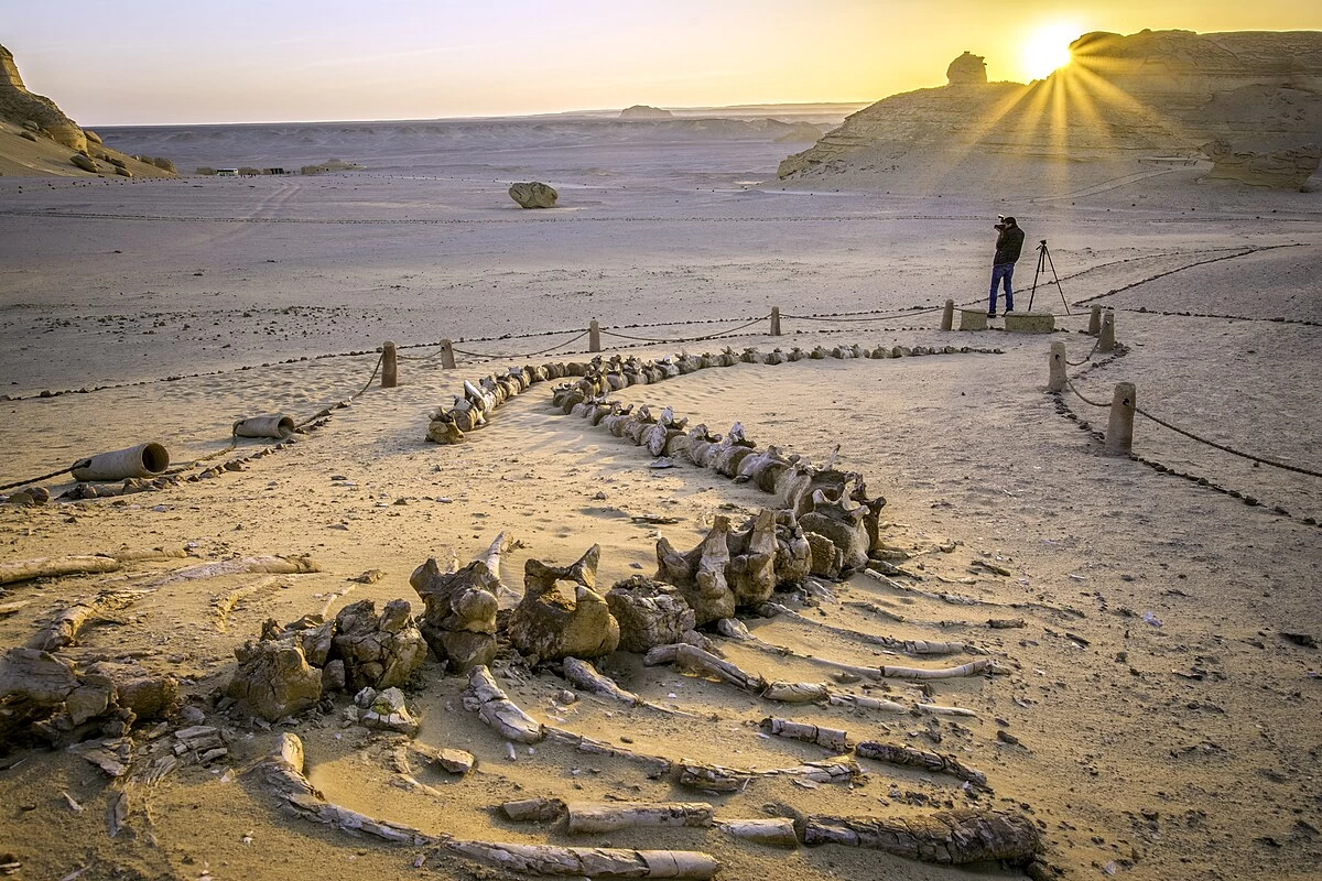 Fayoum and overnight camping in Wadi El Hitan