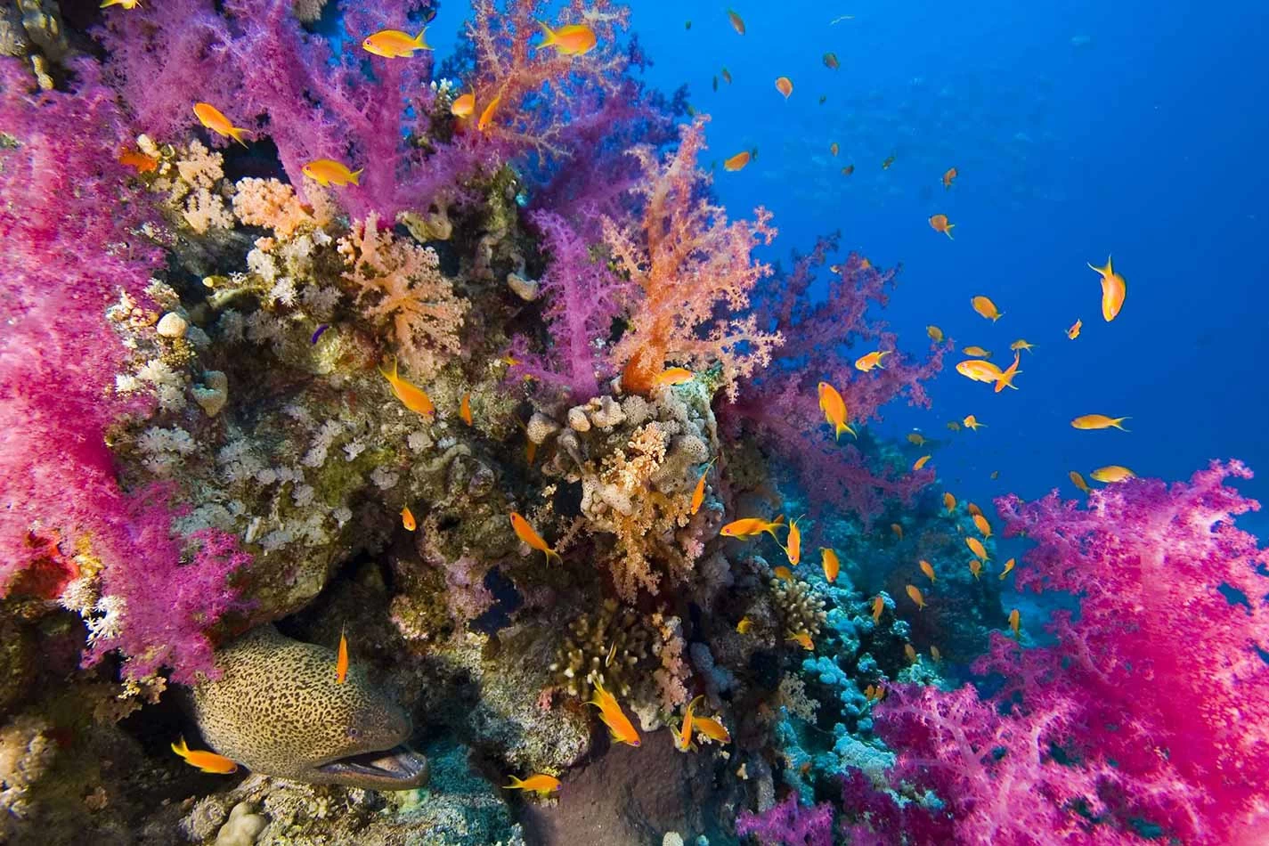 tiran island