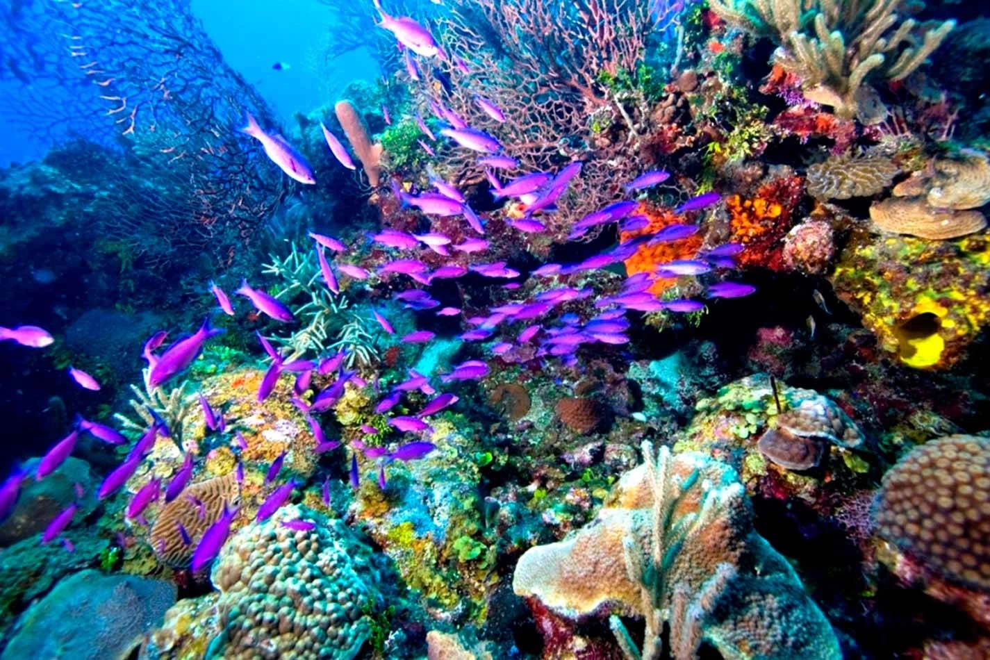 tiran island9098