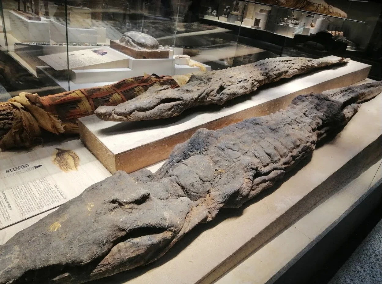 Tour to Sharm El Sheikh Museum of Antiquities.