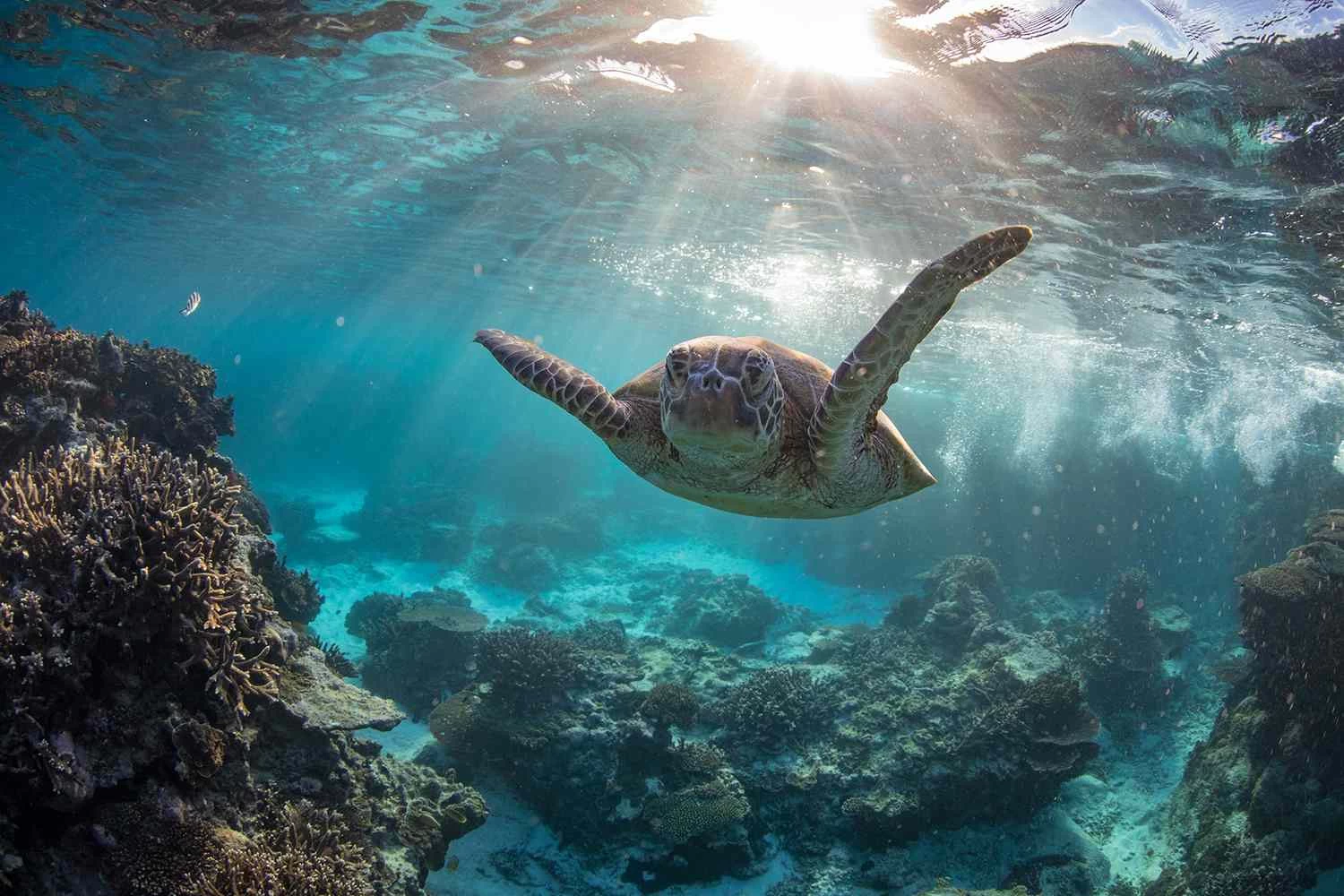 Sea turtle swimming over a coral reef