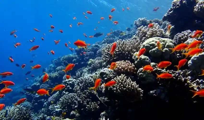 Dahab Desert Safari, Blue Hole Snorkeling, Quad Biking, and Camel Safari