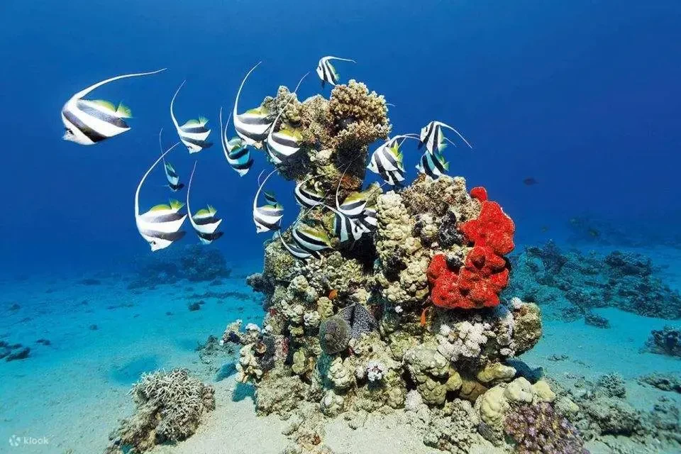 Snorkeling Trip at Hamata Islands from Marsa Alam