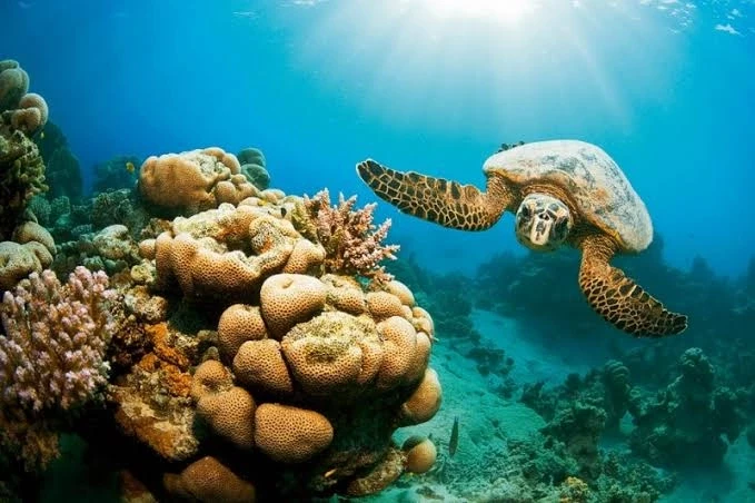 Snorkeling Trip at Hamata Islands from Marsa Alam