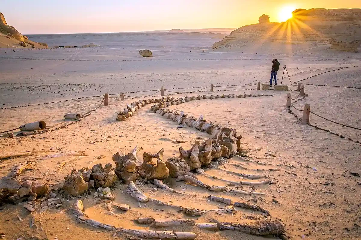 Day Tour to Fayoum from Sharm El Sheikh