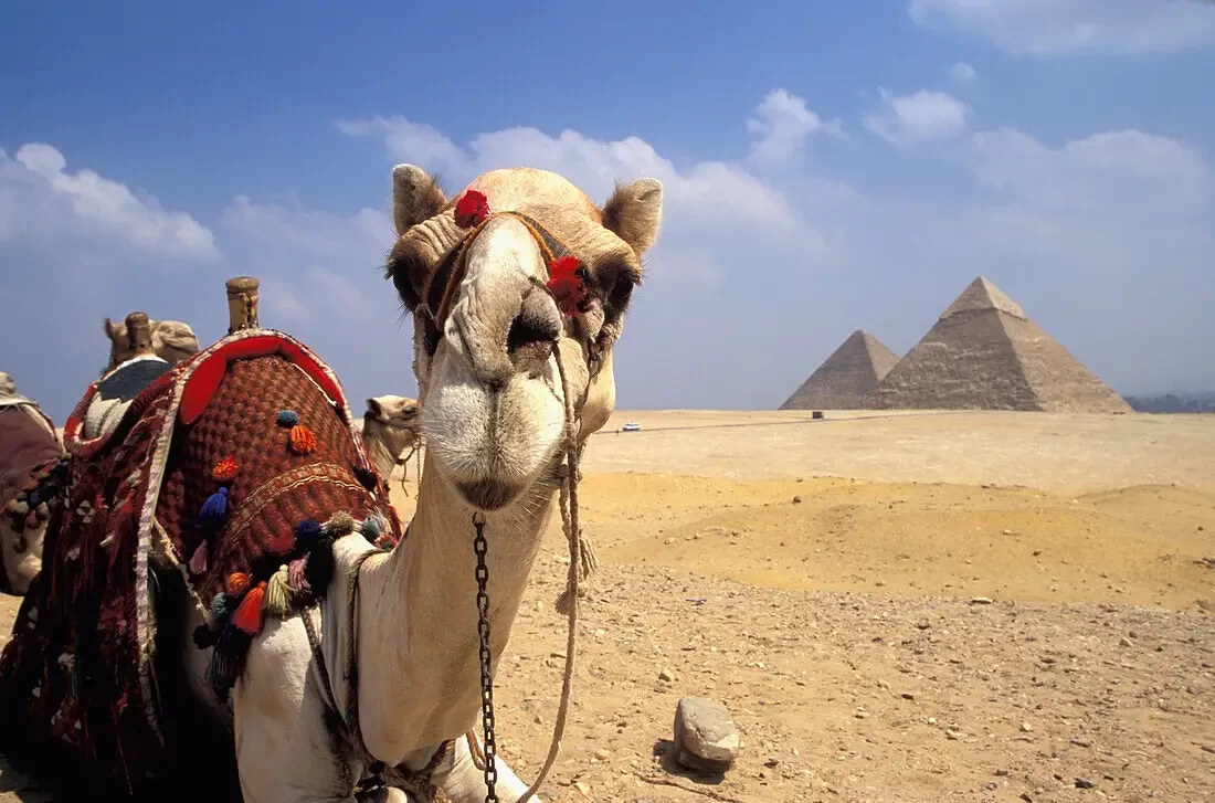 Camel Ride at Giza Pyramids