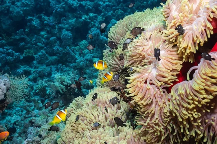Exploring Sharm El Sheikh Coral Reefs