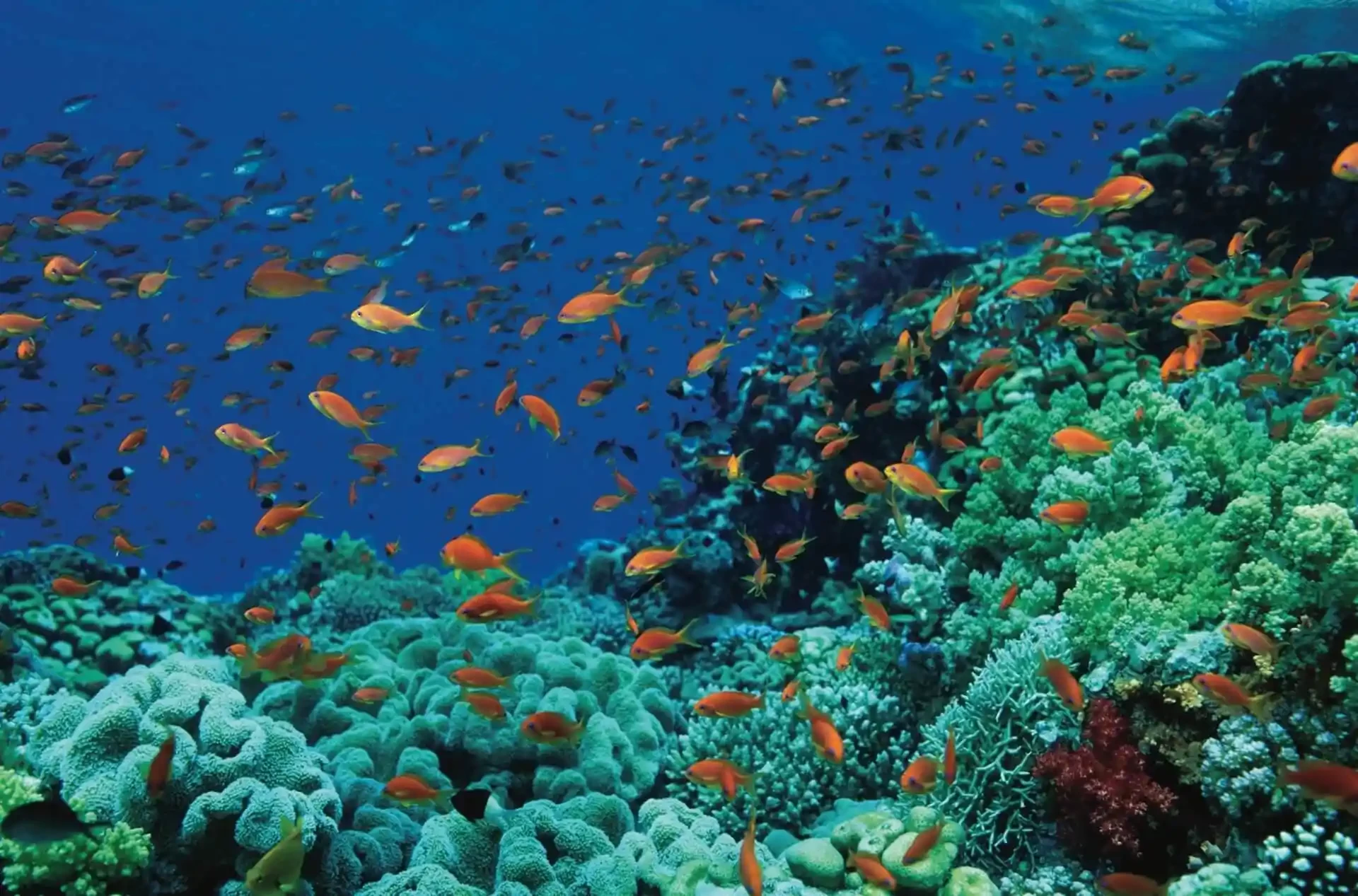 Red Sea marine life Sharm El Sheikh