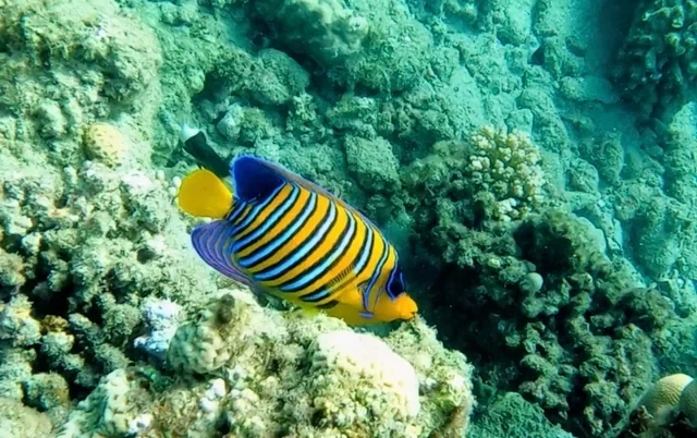 Tropical Fish Among Coral Reefs