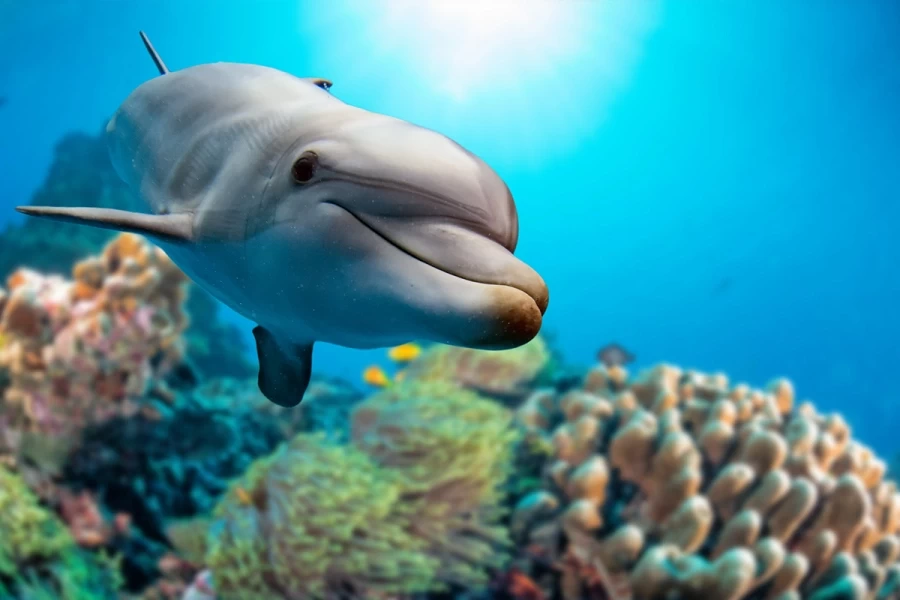 Where to Swim with Dolphins in the Red Sea