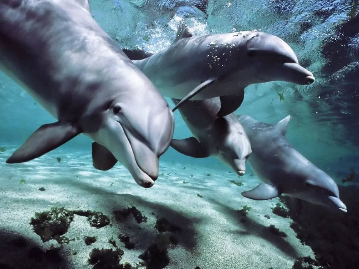 Red Sea marine life dolphins