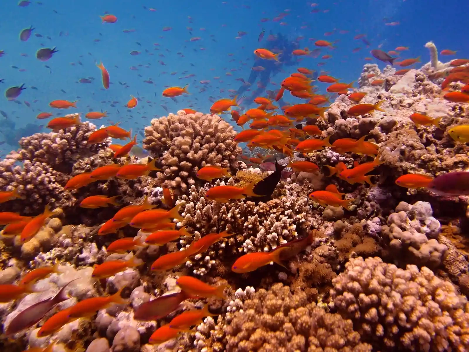 Red Sea Marine Life: What You Can See While Diving
