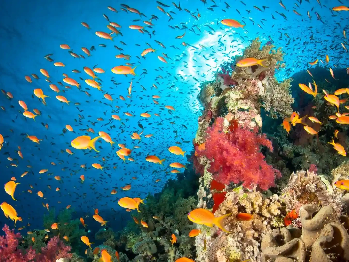 Vibrant corals beneath Red Sea