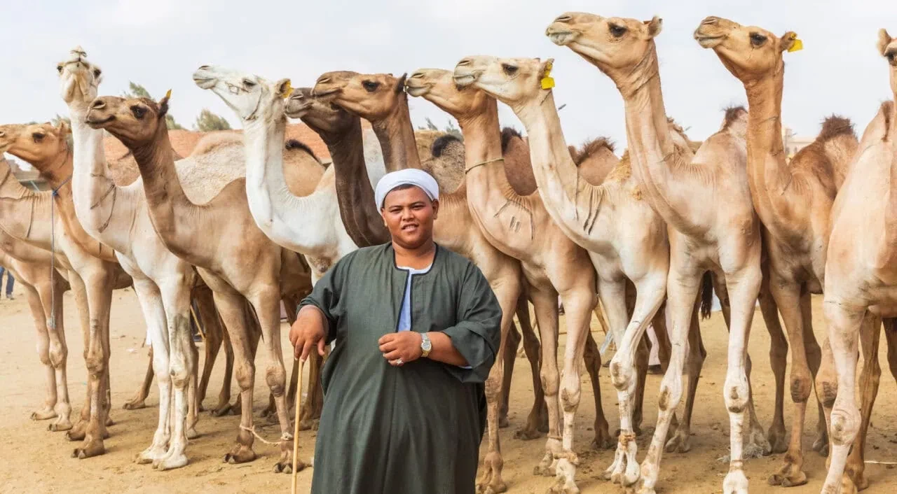 Day Tour to the Camel Market of Birqash
