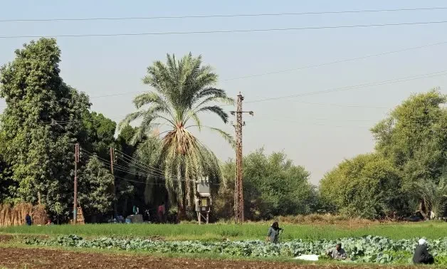 Authentic Egyptian countryside with green fields