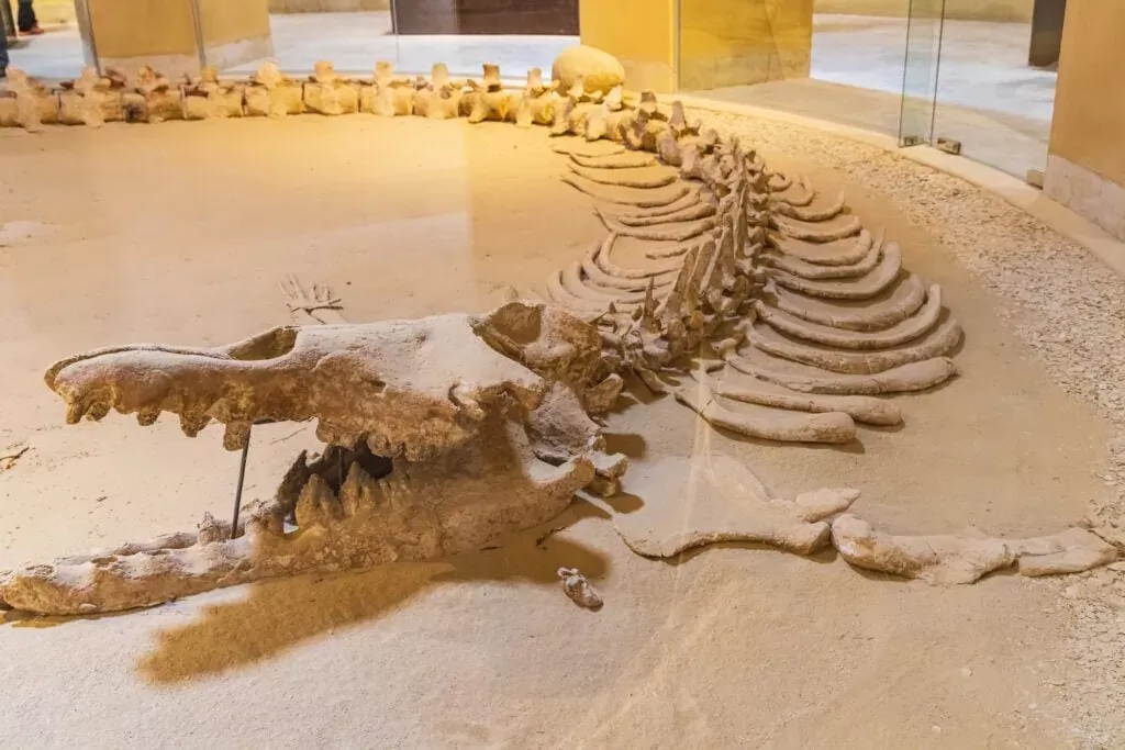 Wadi El Hitan whale fossils